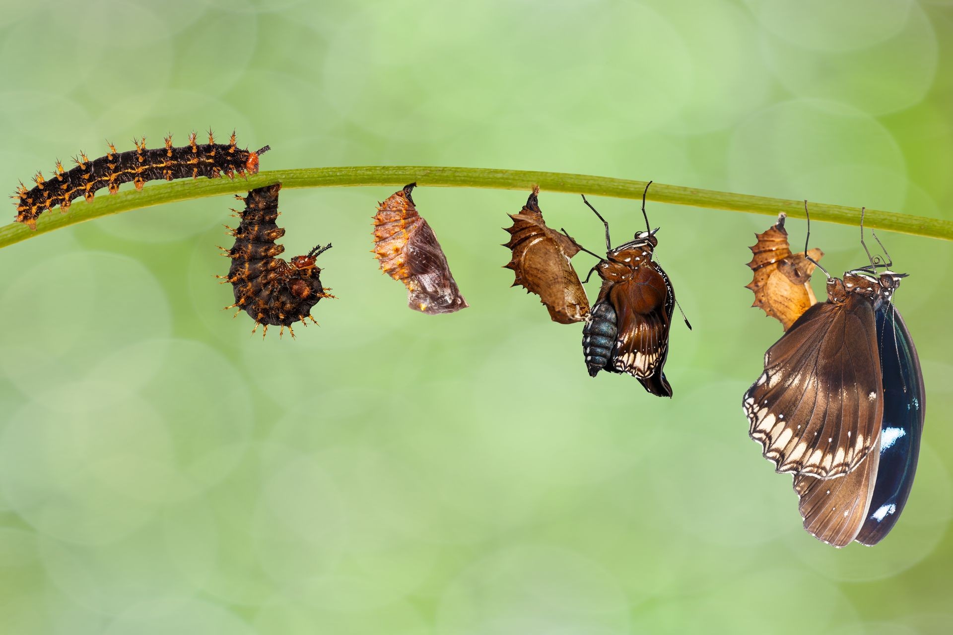 Transformation from caterpillar to great eggfly butterfly ( Hypolimnas bolina Linnaeus ) hanging on twig